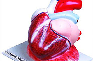 The Human Heart