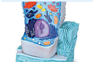 Plant Cells