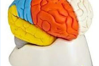 The Brain